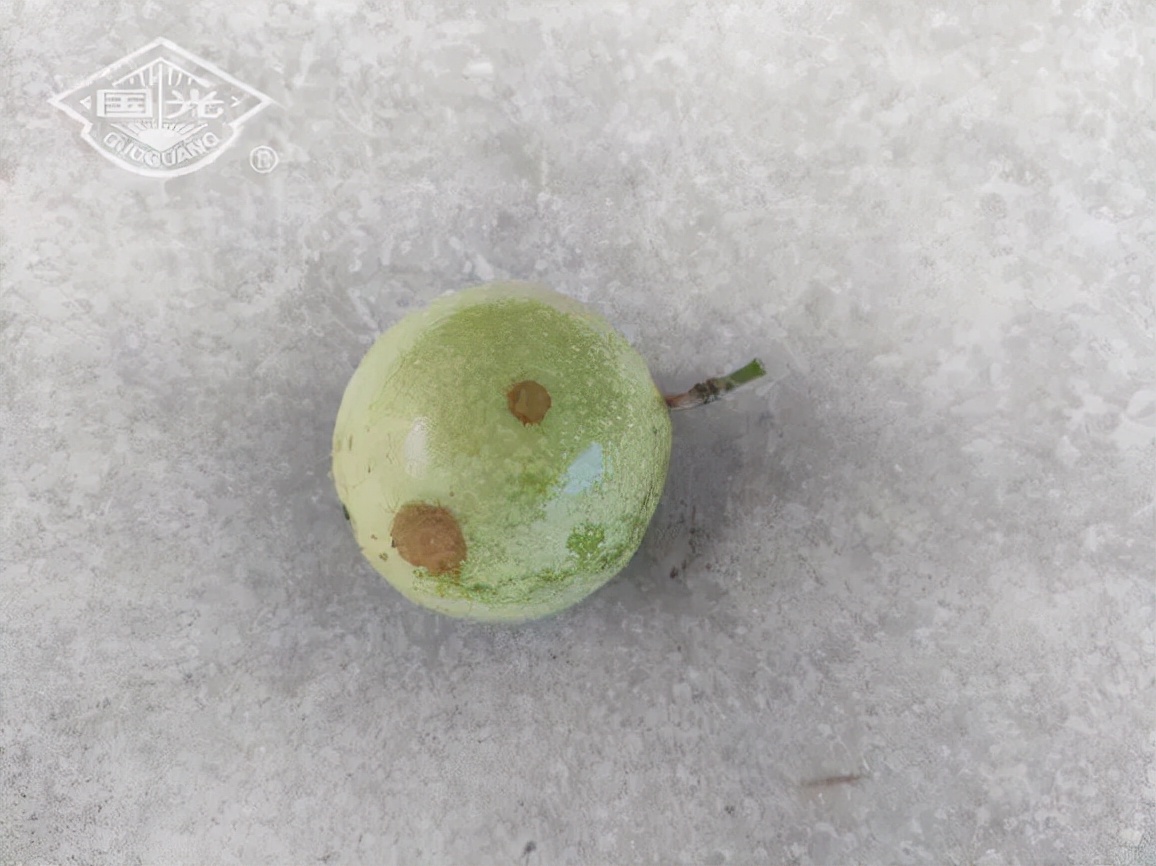 黄金百香果田间管理,黄金百香果苗期溃疡病