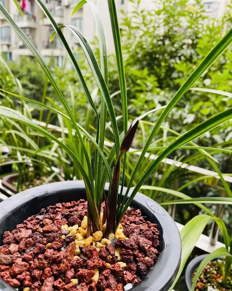 云南玉溪的春兰品种有哪些,云南玉溪有哪些名贵兰花