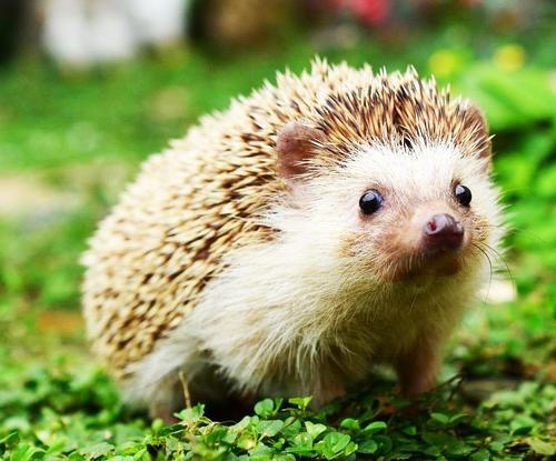 野生刺猬违法吗,野生刺猬保护动物家养犯法吗