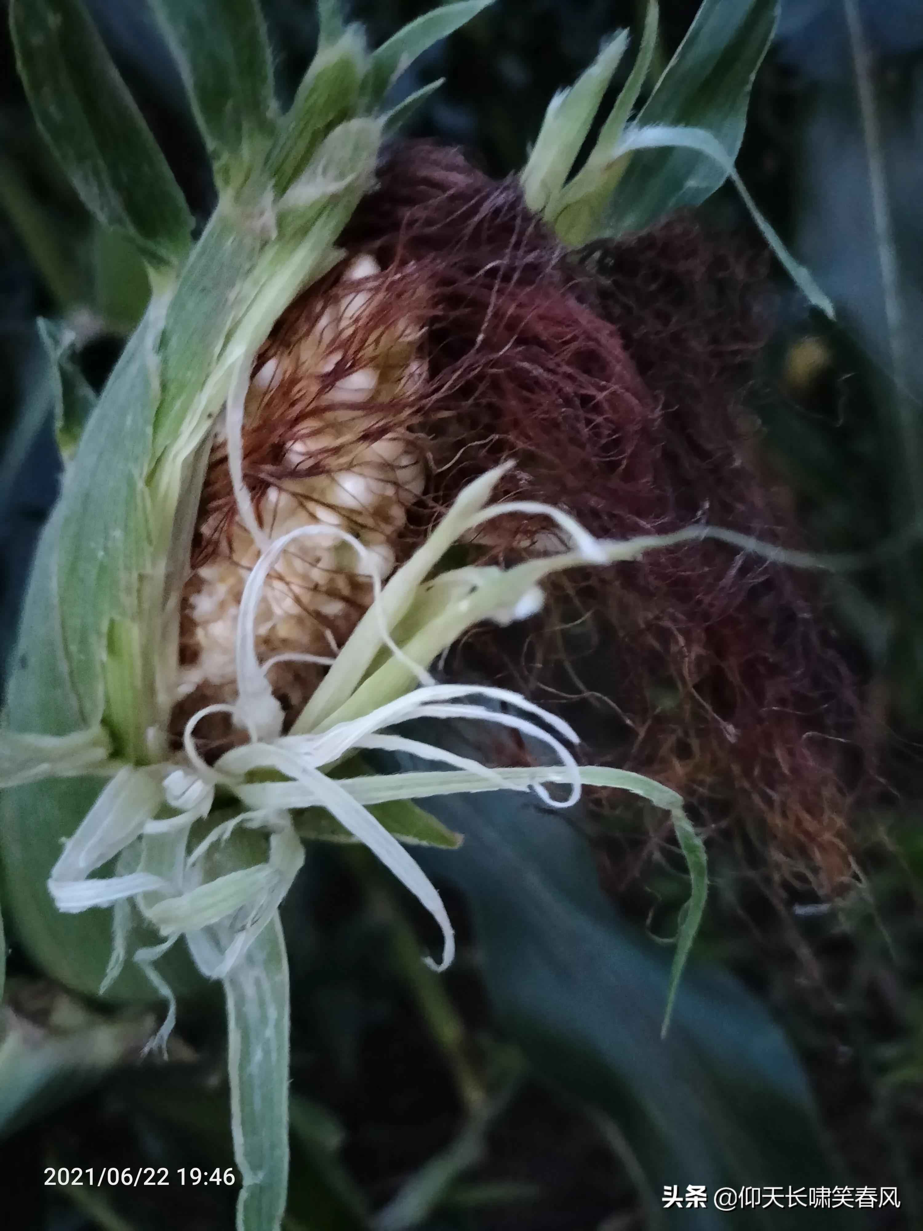 谁说喜鹊是益鸟？还有白头翁、八鸽