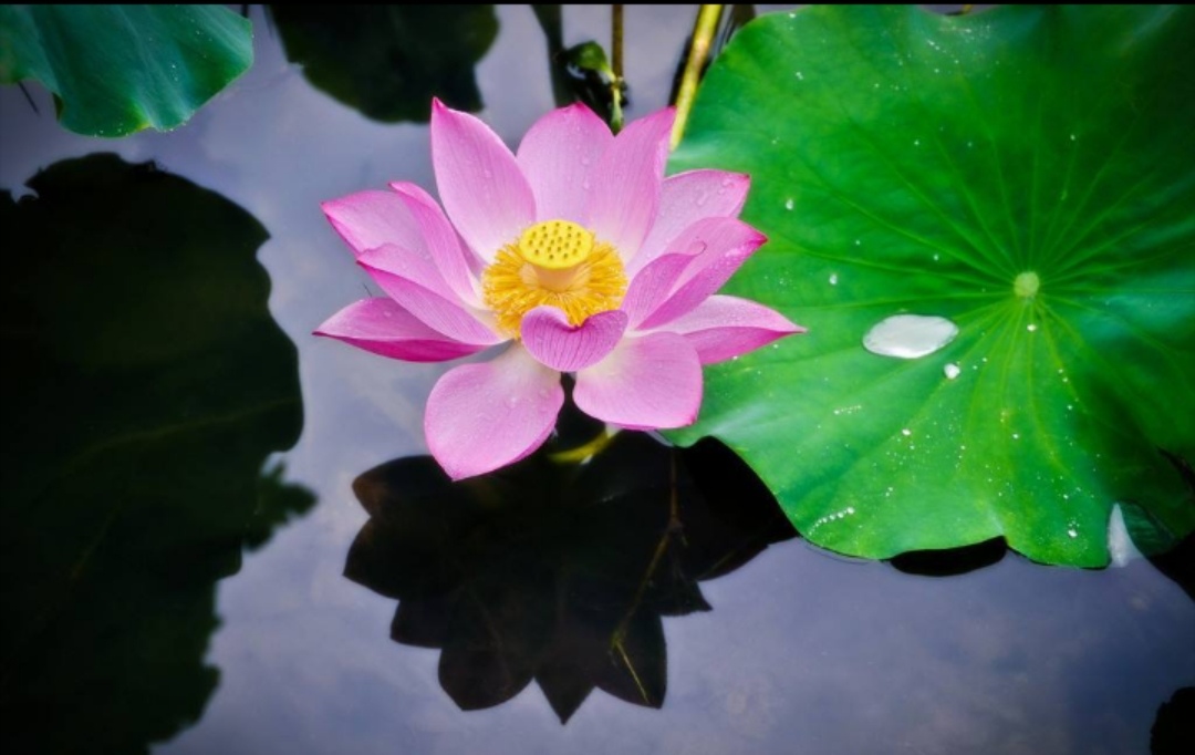 关于荷花的诗句唯美惊艳,描写荷花的经典诗词名句
