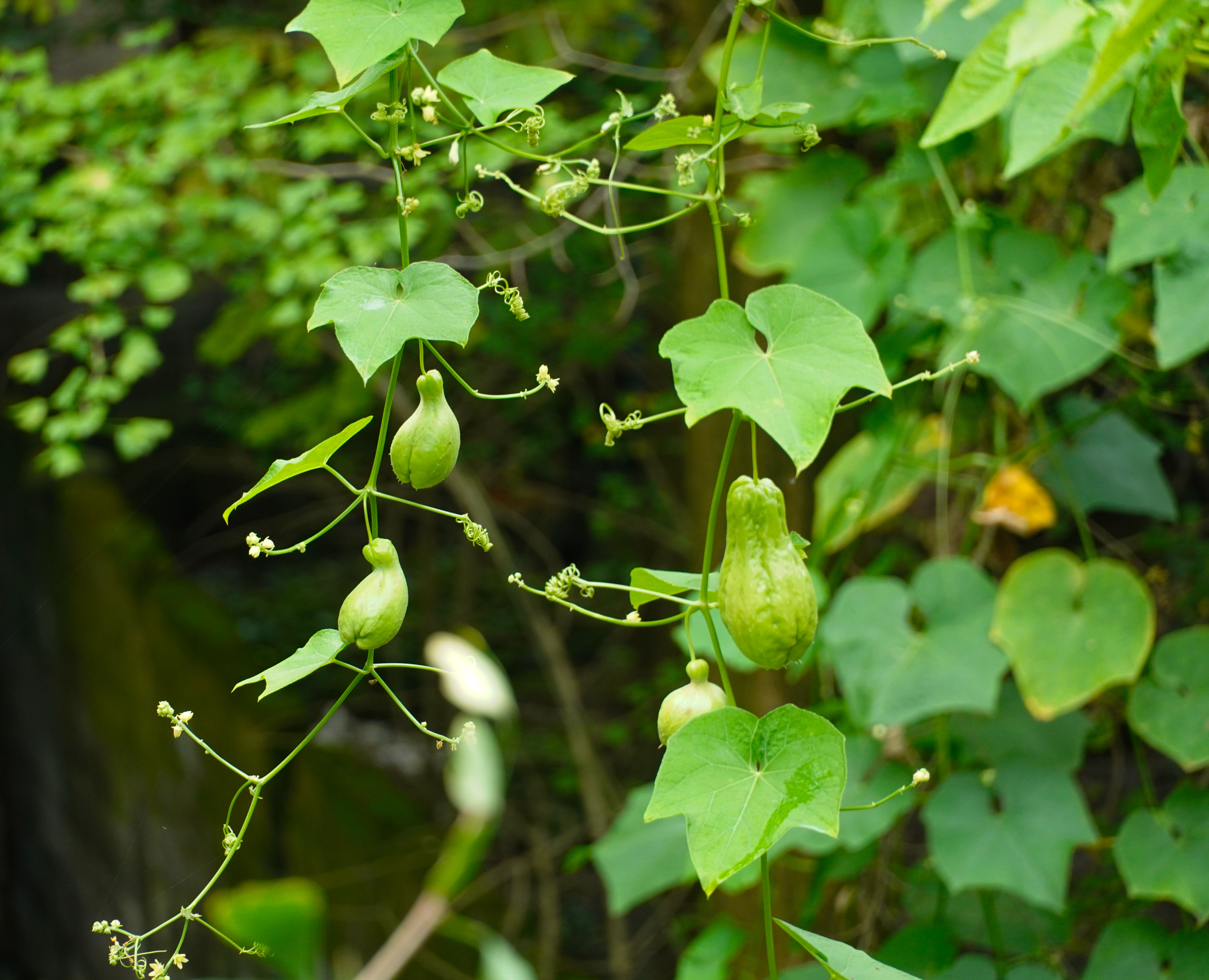 乡里南瓜子土特产,农家土特产南瓜子