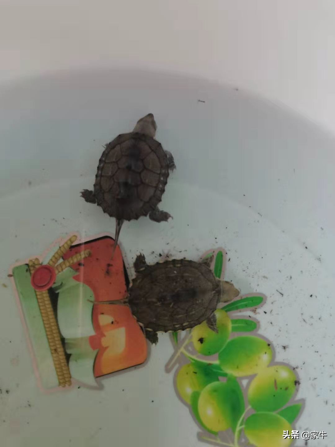 家牛的宠物龟、草金鱼、仙人球日志第323日