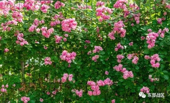 一封催人泪下的家书手写,一封家书感人完整版