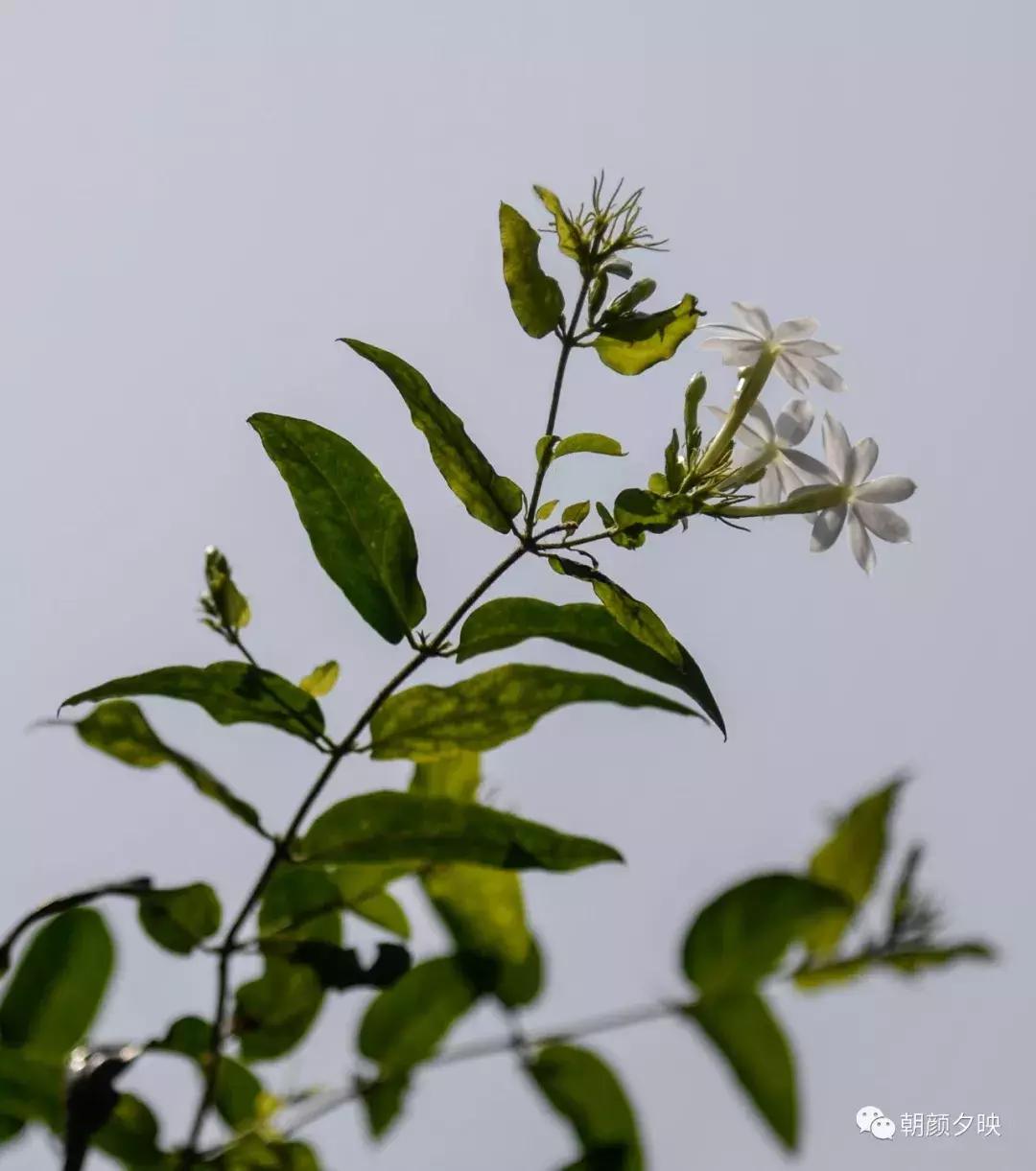 岐阳梧桐起凤环，鹭兮鹭兮寻不见（上）