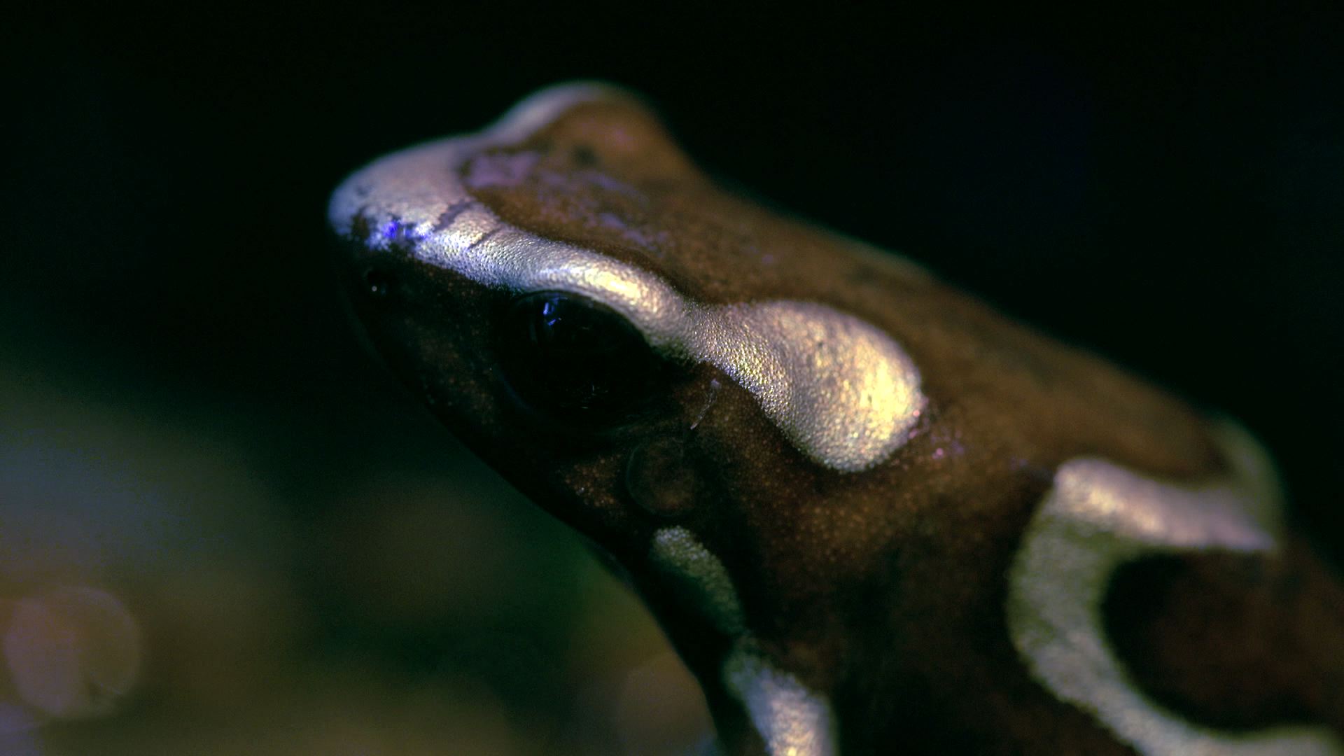 被毒杀的亲情纪录片,相杀相爱纪录片