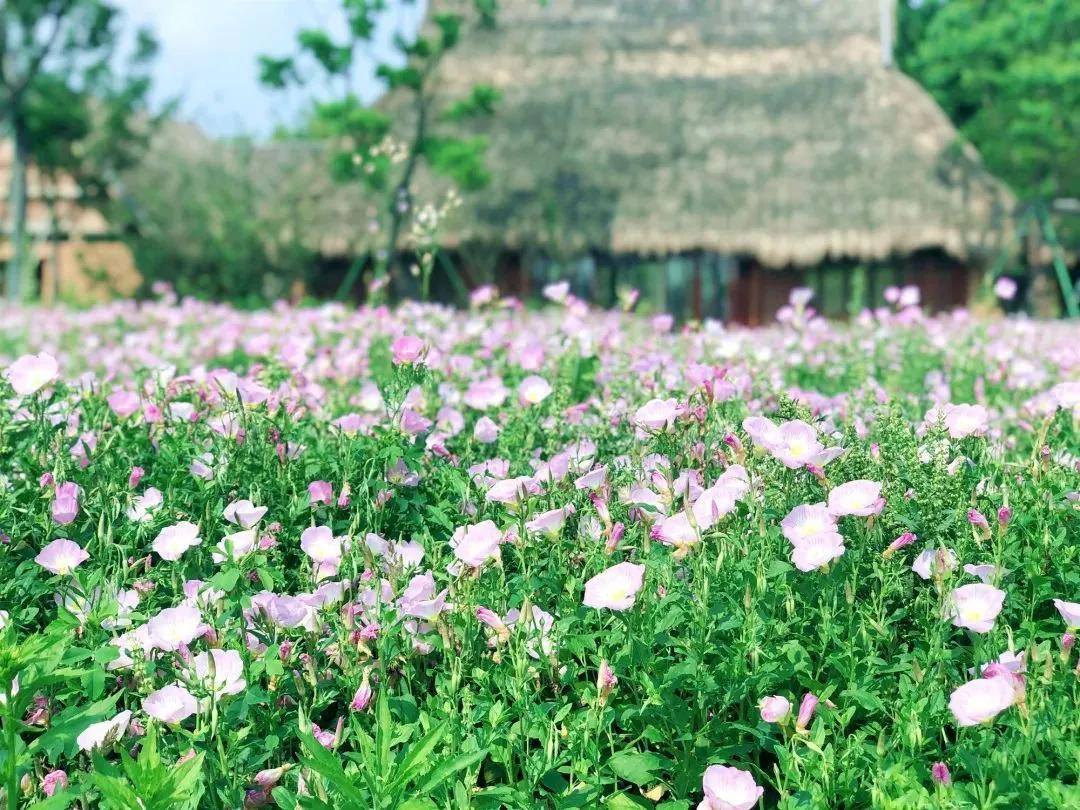 美美美！余杭七大花海组团来袭，遍地繁花好似人间仙境