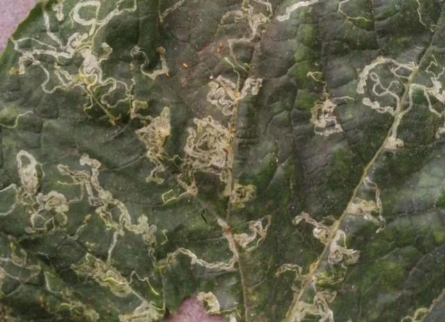 蔬菜虫害用什么农药防治效果好,如何看蔬菜是发生虫害还是病害