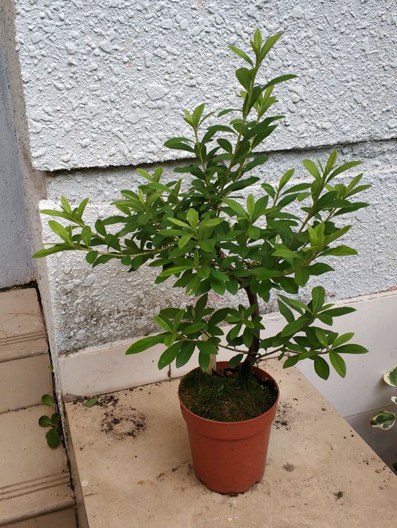 杜鹃花叶子发黄有斑点怎么办,杜鹃花叶子发黄有黑斑点怎么办