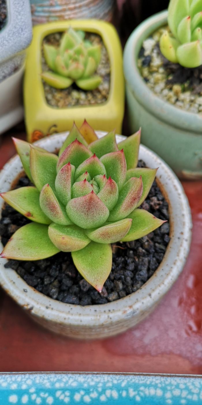 误打误撞的多肉情缘,带我走进多肉小世界!