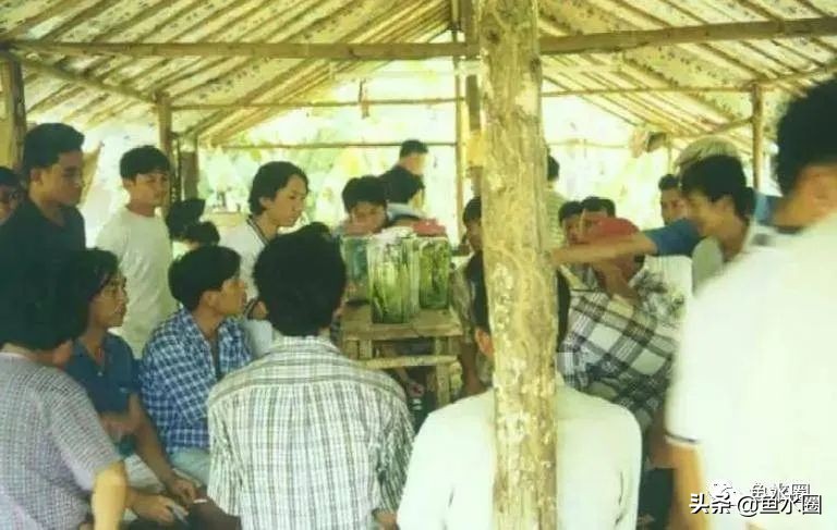 泰国斗鱼和中国斗鱼的杂交品种,中国斗鱼与泰国斗鱼哪个更厉害