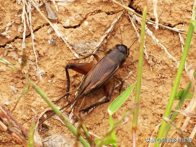 蟋蟀最高能卖多少元,蟋蟀赚钱