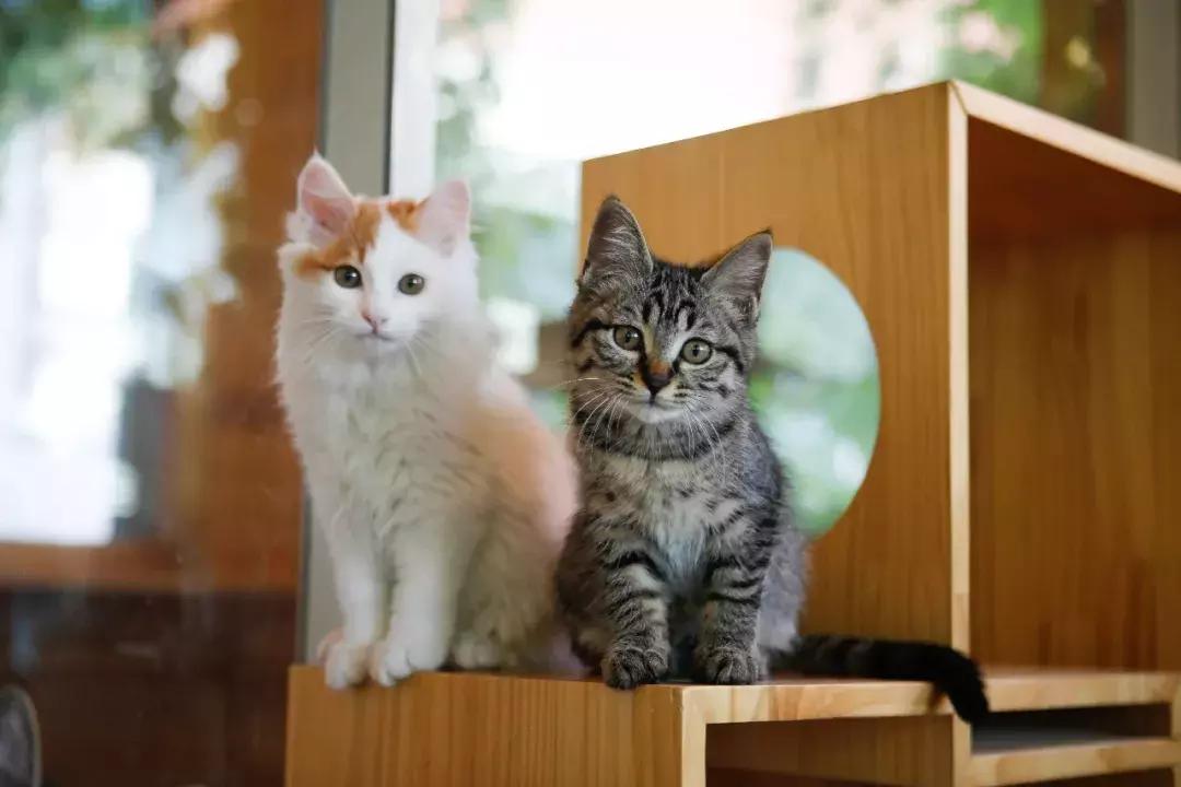 上次没领到猫的亲们，第二波小盆友来啦