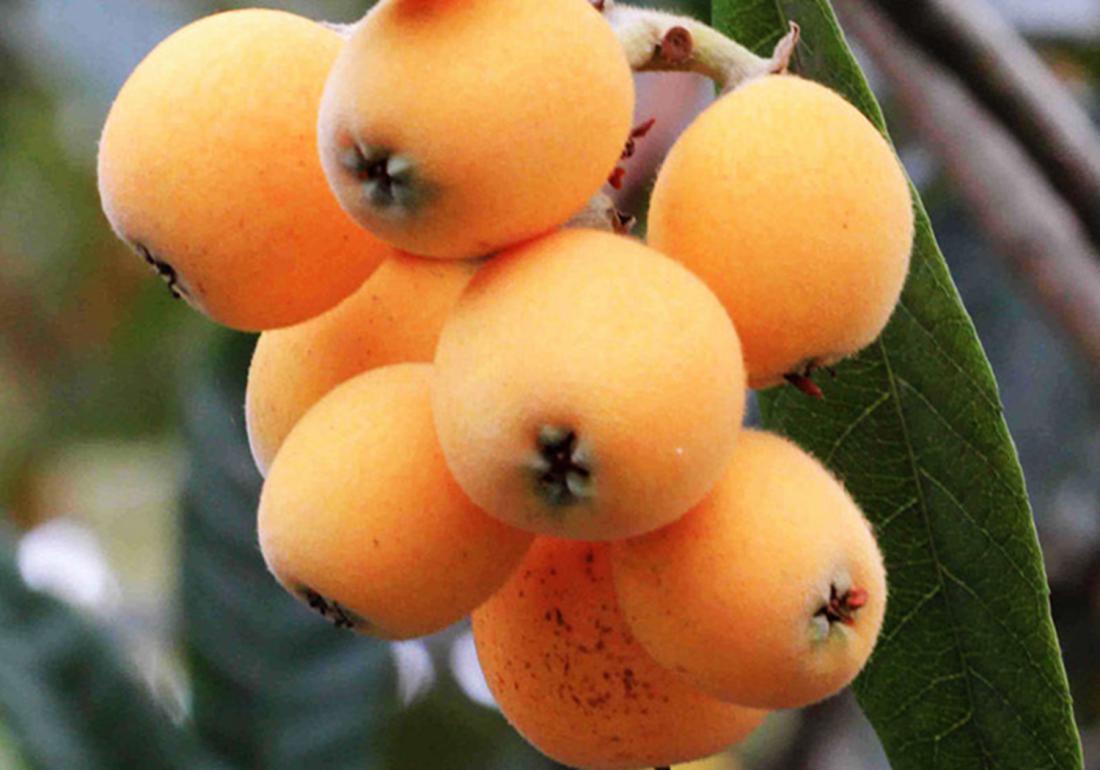 种植枇杷果的小技巧,枇杷有哪些病虫害防治