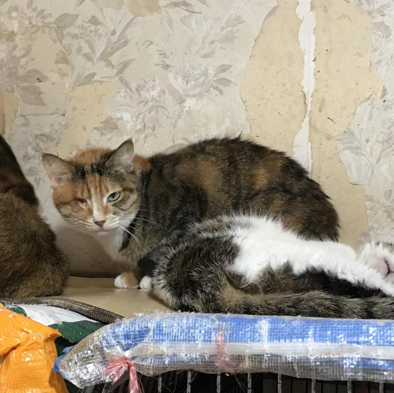 跟着我们猫狗大联盟，你会有喵的！黄阿姨猫咪领养专场