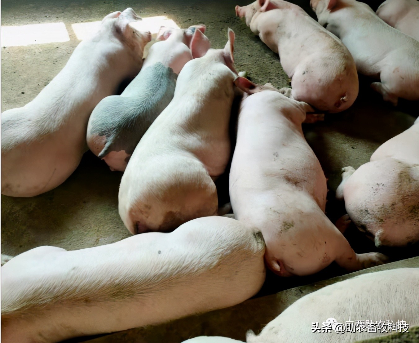 猪场感染非瘟几天消一次毒 (如果猪场出现非瘟还有生存希望吗)