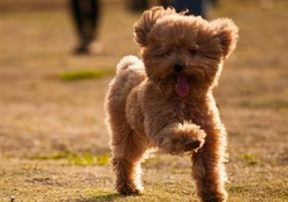 泰迪狗狗有口臭怎么治好,泰迪狗口臭怎么治疗