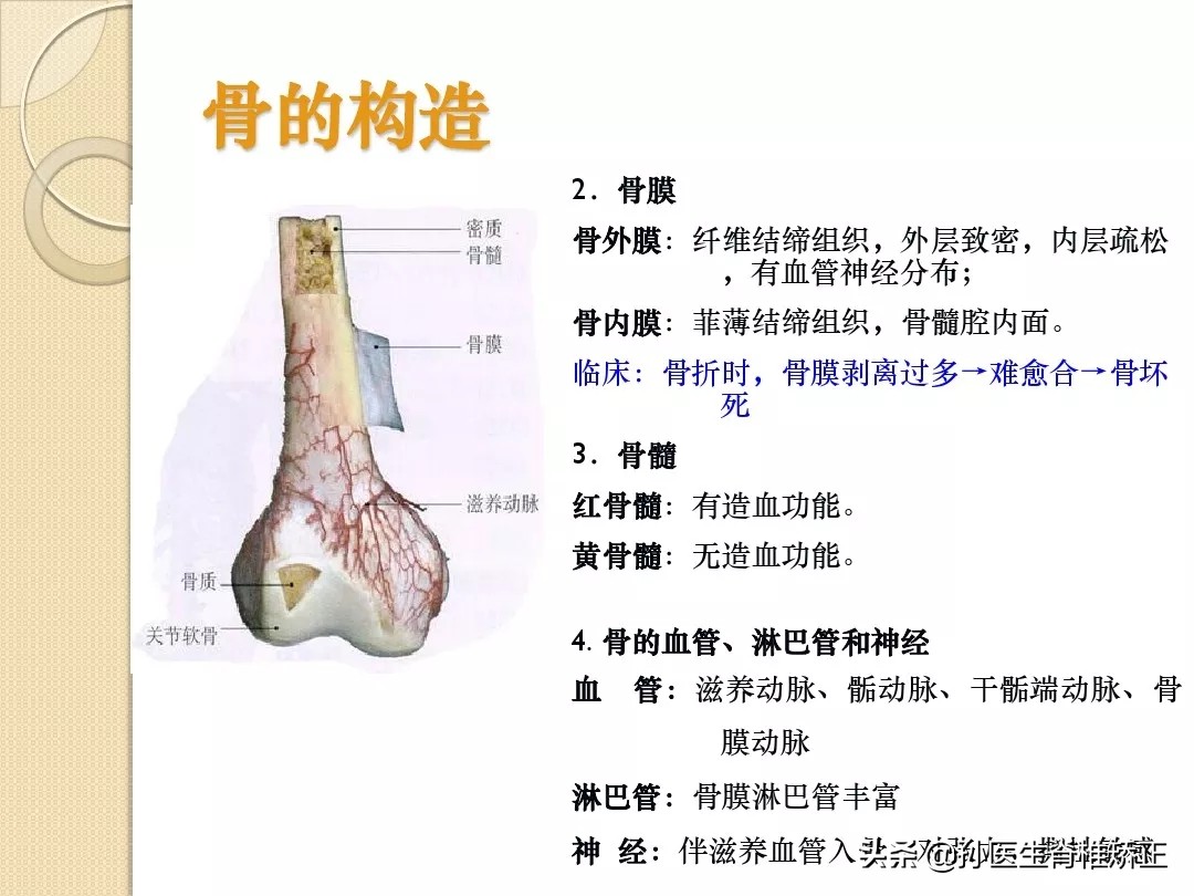 人体解剖学骨骼学思维导图,人体骨骼解剖学纪录片