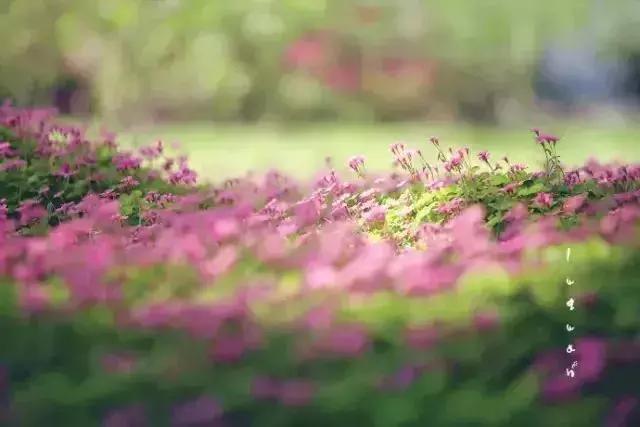 诗词经典绝美古文,50篇绝美小古文