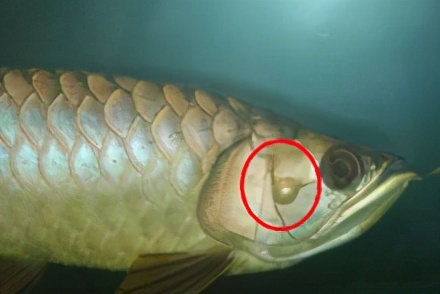 龙鱼常见疾病及治疗方法,龙鱼疾病找哪里救治