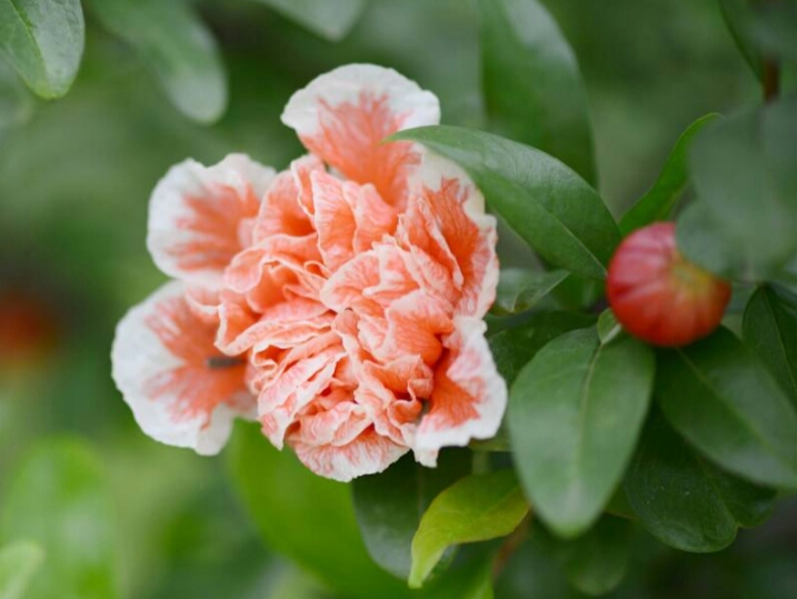 盆栽石榴树什么品种是甜的,石榴树带果实能用水培繁殖