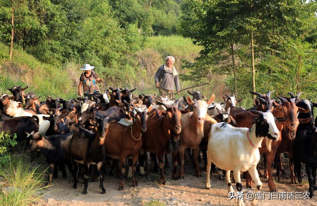 农村有些人好吃懒做,对贫困户采取的帮扶措施有哪些