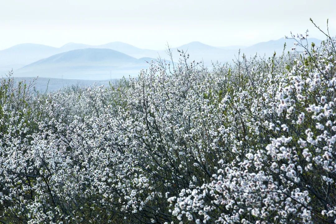 内蒙古通辽扎鲁特旗5条自驾游线路和景点攻略