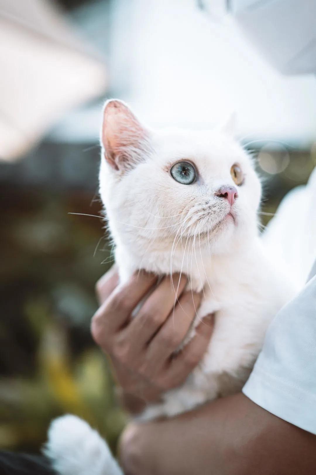 养猫40条常识猫咪生病的症状,新手养猫攻略常见的猫咪疾病篇