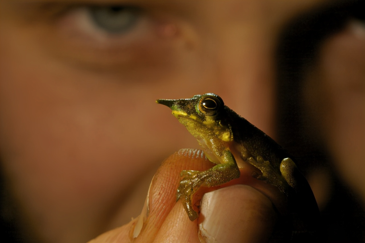 奇怪的蛙界匹诺曹，拥有“特异功能”的长鼻子，却不是用来求偶
