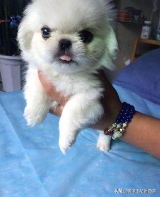 高颜值肌肉奶狗,什么样的小奶狗最可爱