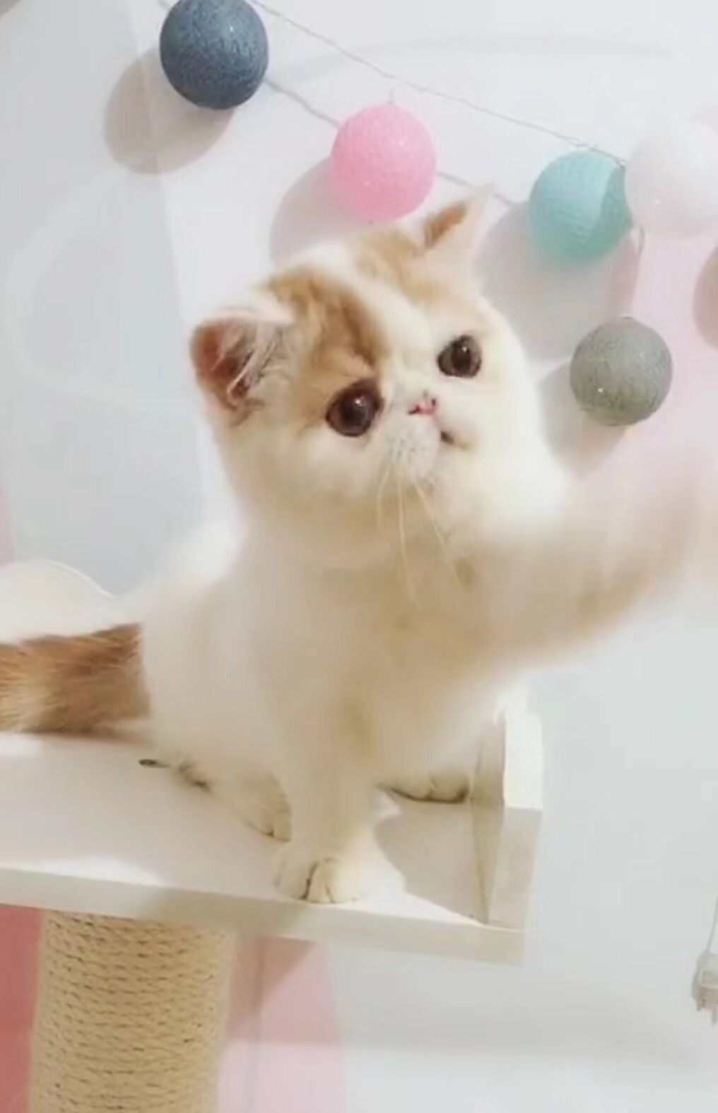 复方酮康唑软膏可以治疗猫癣,盐酸特比萘芬乳膏可以治疗猫癣吗