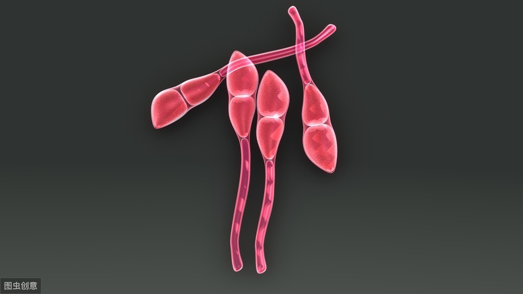 小麦锈病可导小麦作物损失高达100％，农户们都需要注意