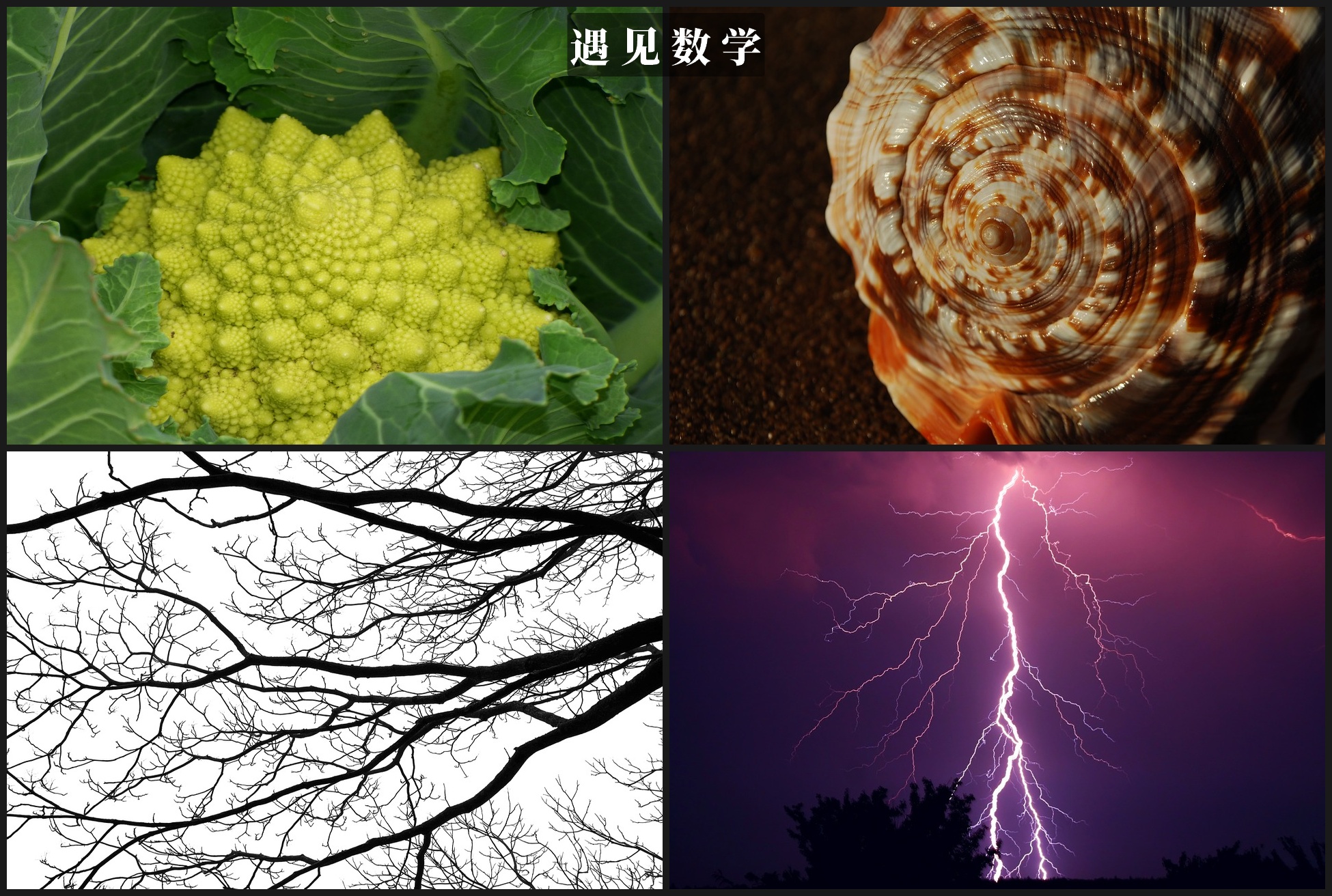 大自然的分形几何学,大自然的几何图形拼图