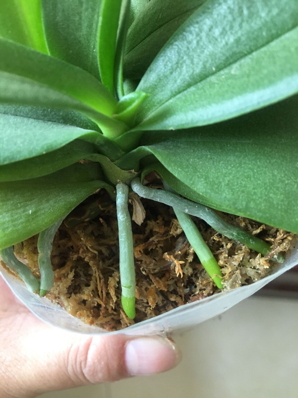 养好蝴蝶兰花的方法,养好蝴蝶兰花苞