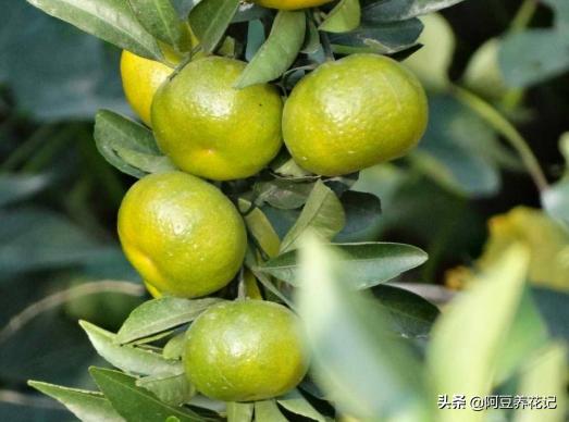 北方柑橘怎样枝繁叶茂,盆栽柑橘怎么避免黄叶