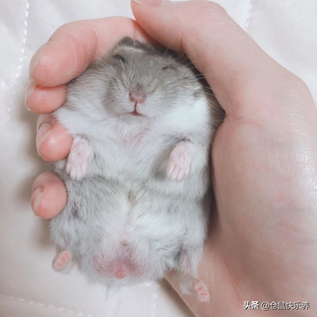 仓鼠瞌睡,仓鼠瞌睡掉洞里