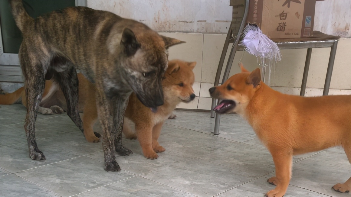 国产犬是哪些好养不生病的狗,最好看的四大品种的狗狗