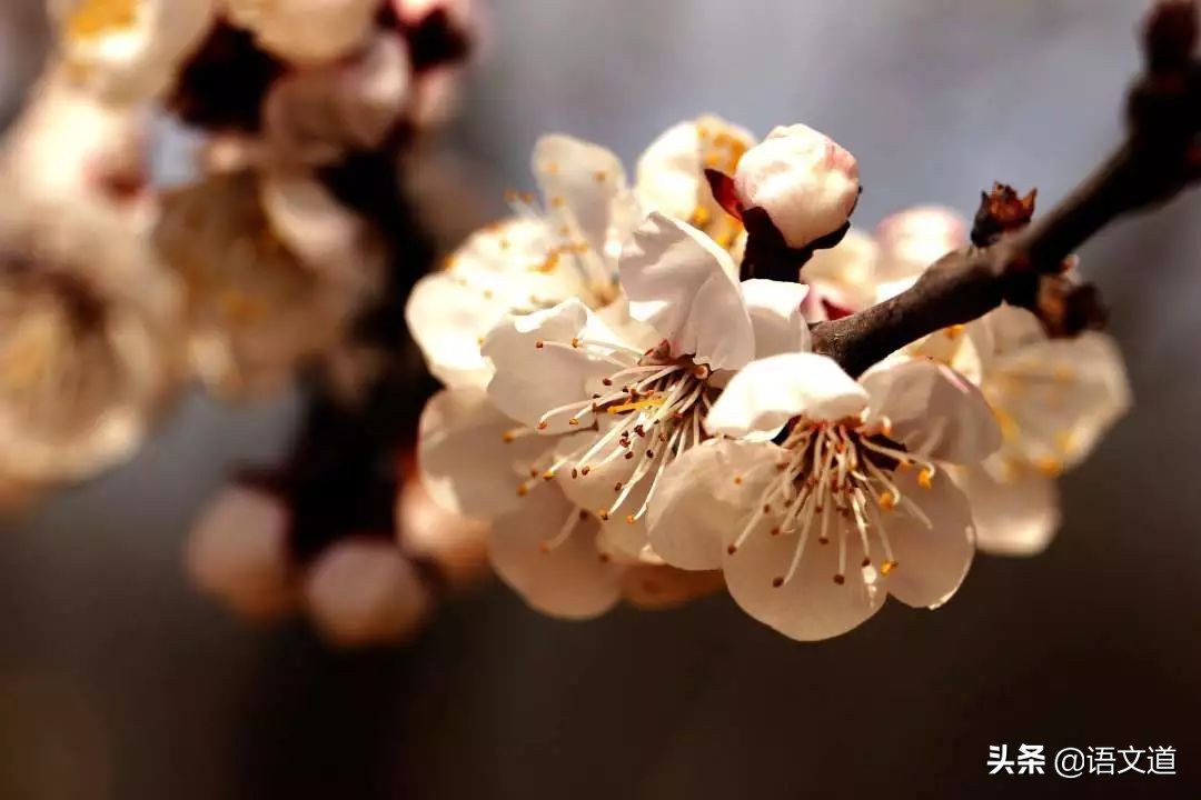 《中国诗词大会》命题组专家谢琰：欣赏古典诗词的6种方法