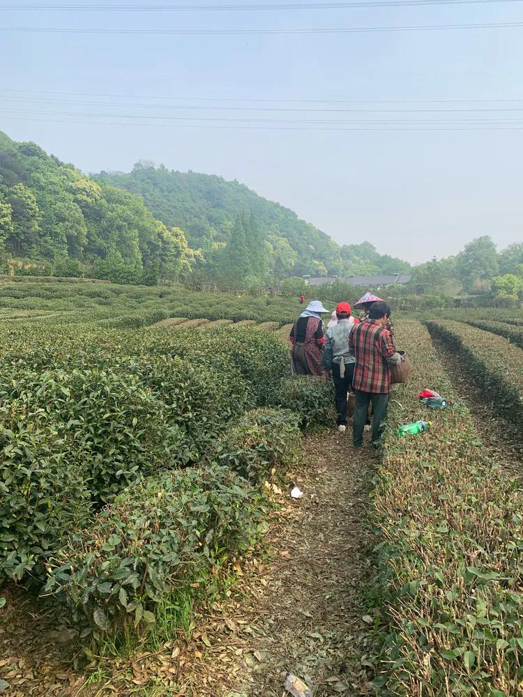 龙井村九溪十八涧徒步最佳路线图,九溪十八涧只有龙井村一个出口吗