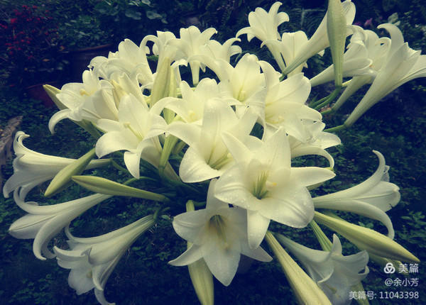 美丽的百合花钩织教程,美丽的百合花歌曲歌词