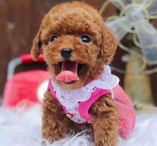 怎么挑选健康泰迪幼犬,怎么挑选健康的泰迪幼犬