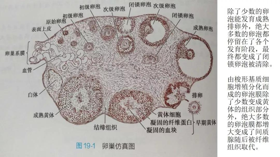 卵巢原发肿瘤的分析思路