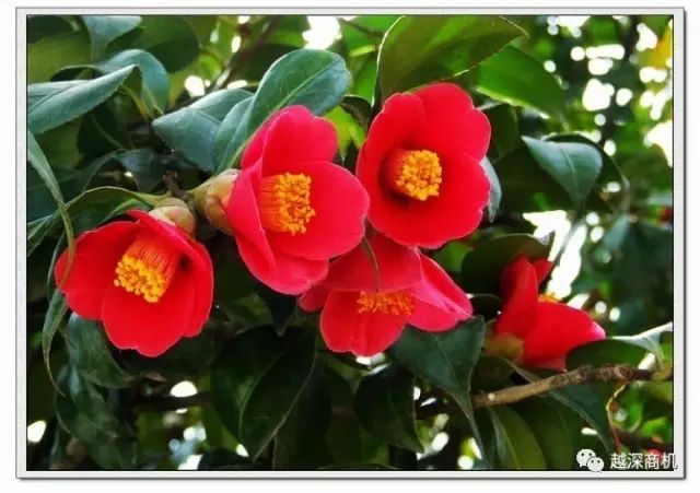 中国各大城市市花介绍,全国56市市花太美了的视频