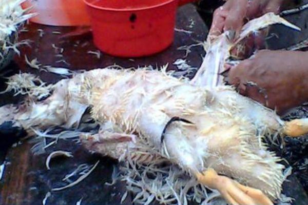 鸡毛怎么拔根最干净,教大家怎么样快速拔鸡毛