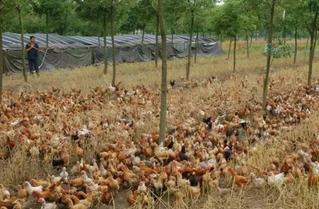 鸡肠炎可以控制吗,鸡得病毒性肠炎怎么治疗