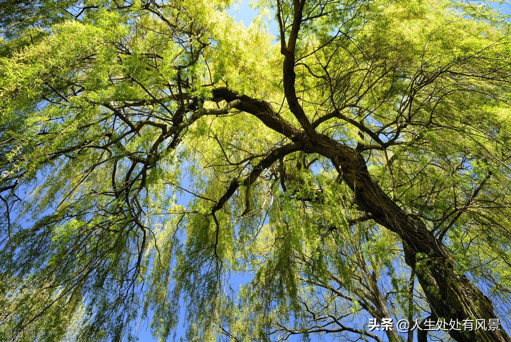 写作｜“夏日书”（第一日）｜杨柳风习作点评