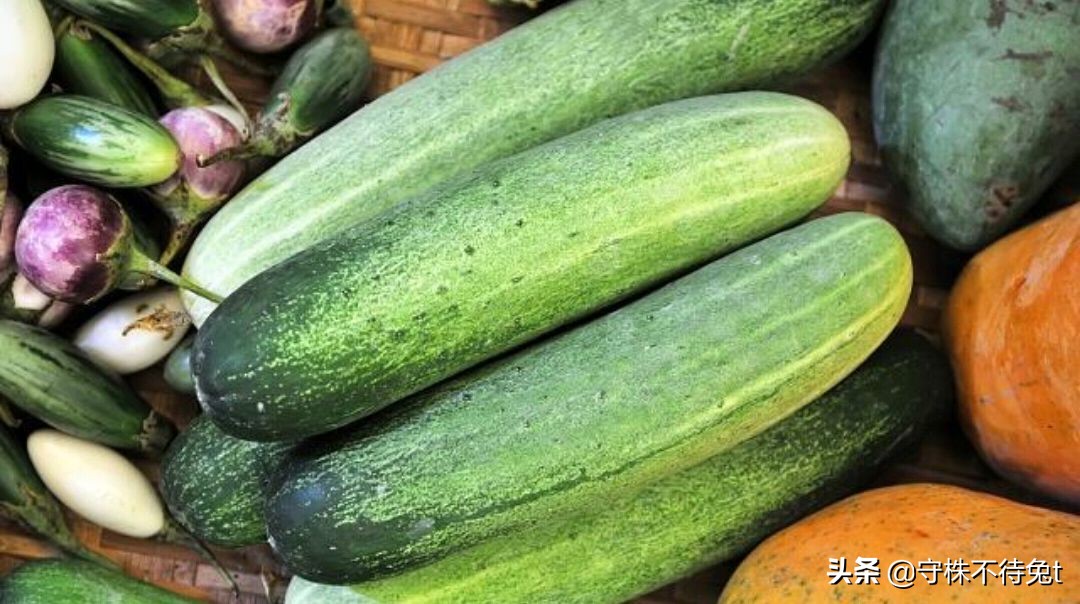 10个蔬菜冷知识,关于黄瓜的四个冷知识大全