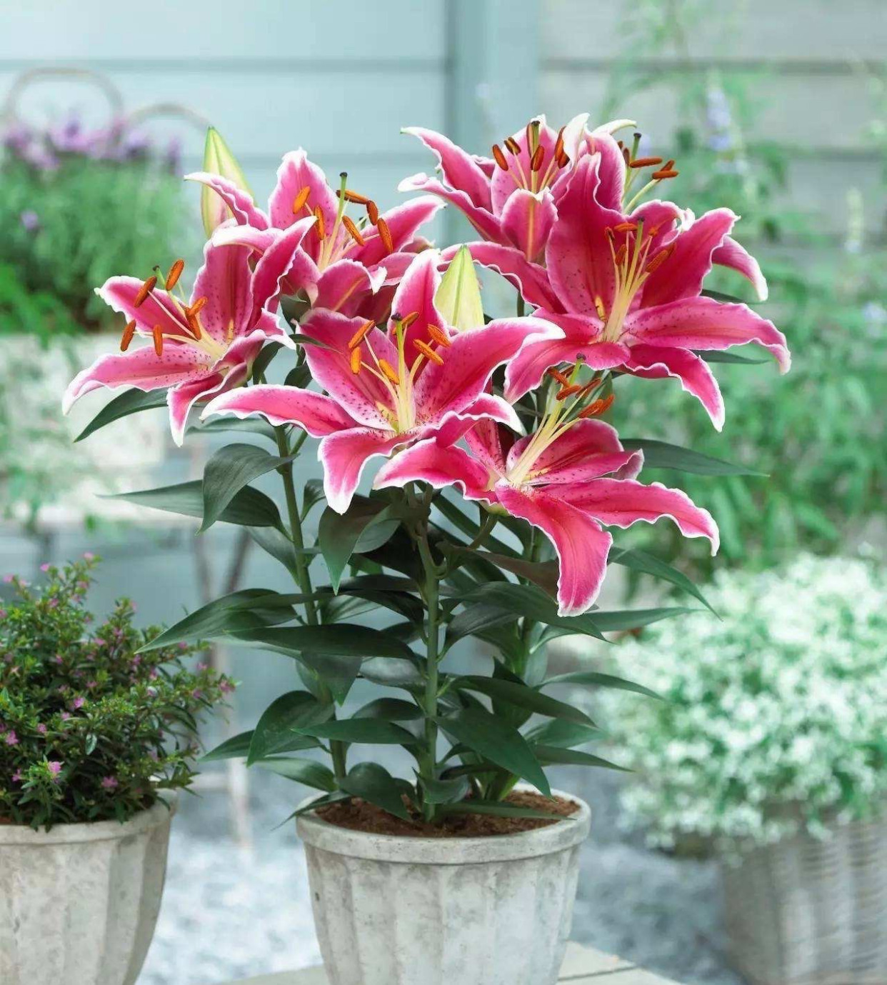 盆栽百合花怎么养多开花,盆栽百合花的正确方法图片