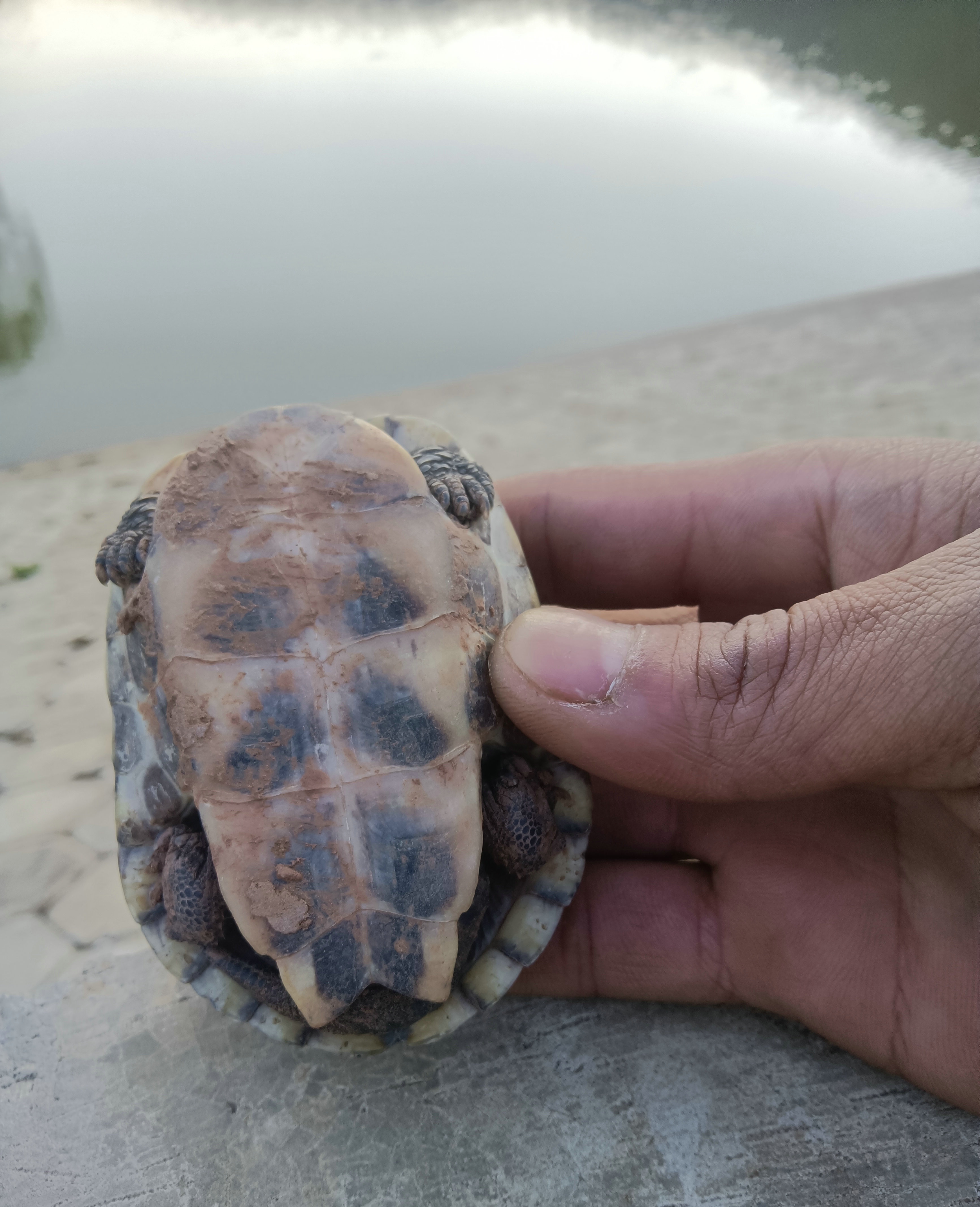 钓鱼抓到乌龟的农村小伙,在河边捡到小甲鱼小鳄龟