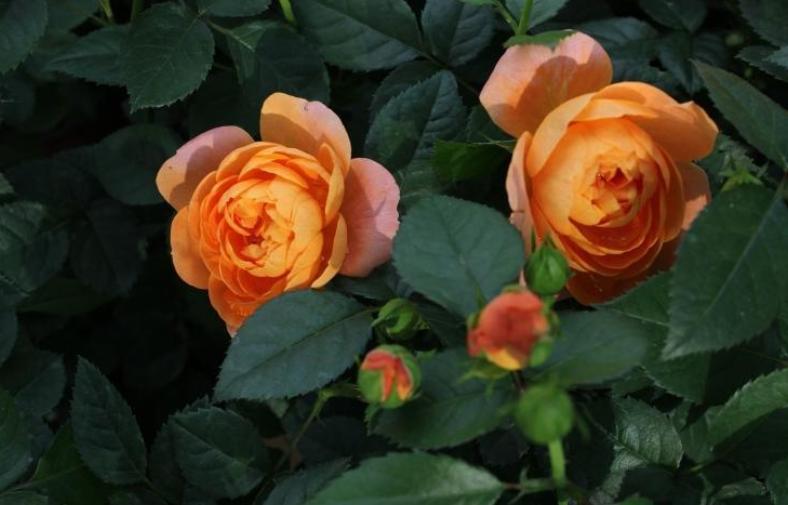 月季中的开花劳模,超微月季一年四季都能开花